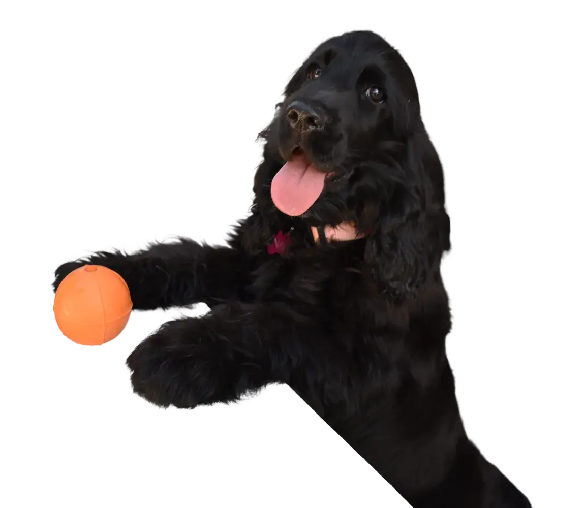 Nala
