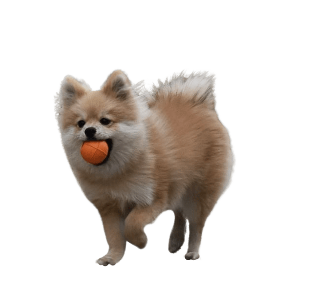 producto perros