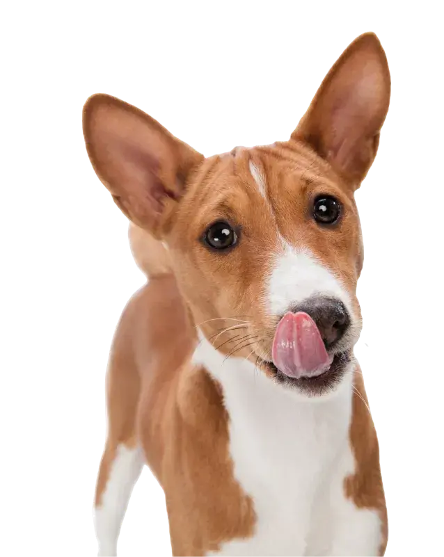 pasion perros
