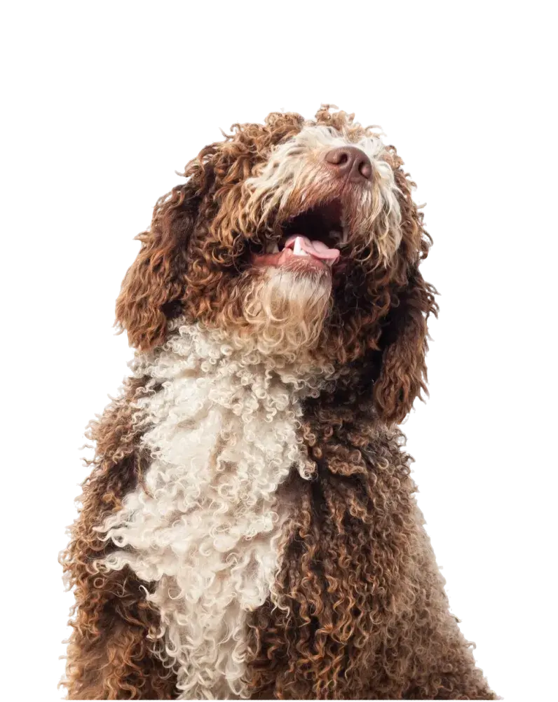 quieres que tu perro luzca genial